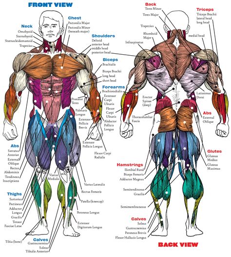 muscular anatomy chart